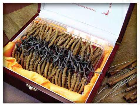 忠县冬虫夏草回收